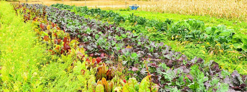 Rows of kale, broccoli, and other vegetables