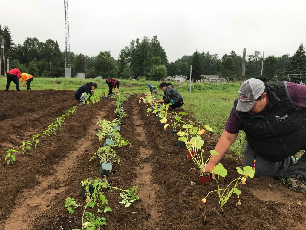 Seven people spread out transplanting squash, tomatoes, and pepper plants in rows of dark soil in residential environment