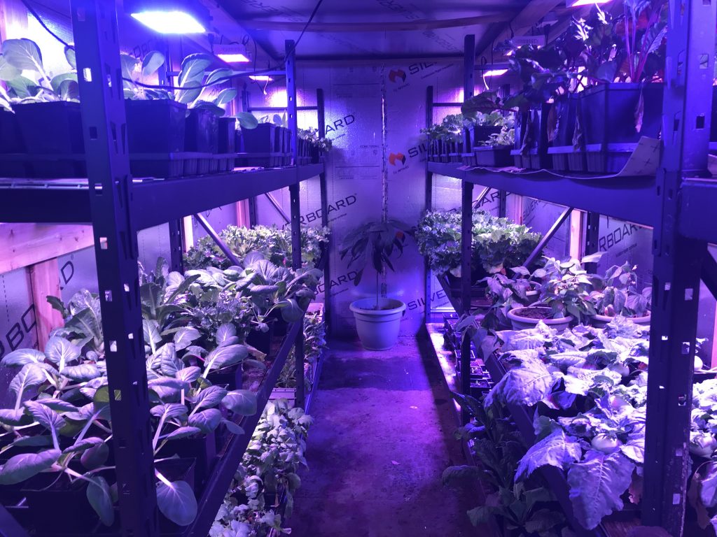 The inside of a growing chamber with shelves on either side full of plants bathed in purple light