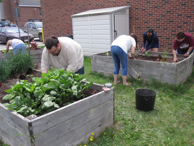 five people bent over gardening in raised beds next to a brick buildling.